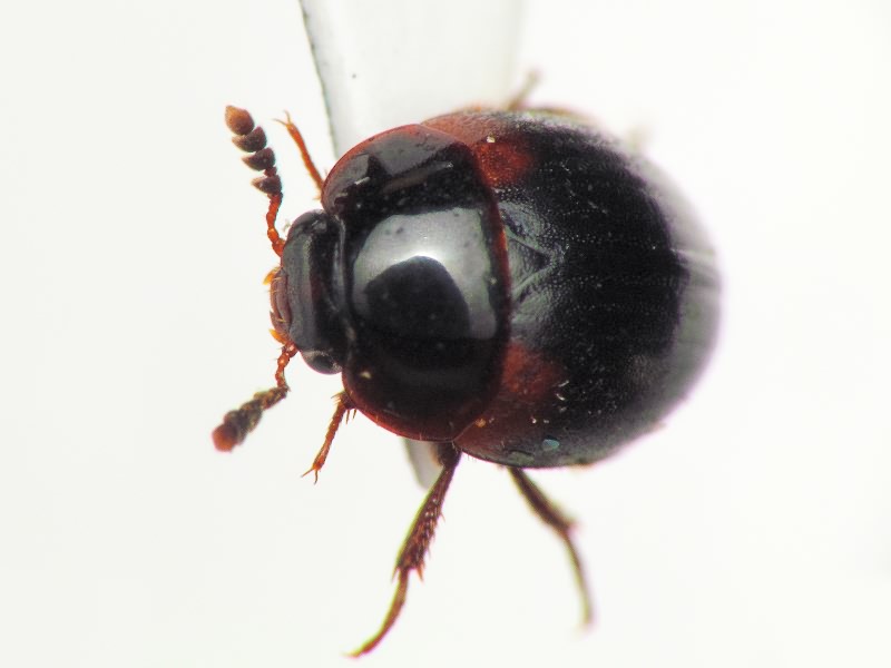 Anisotoma humeralis (Fabricius, 1792)